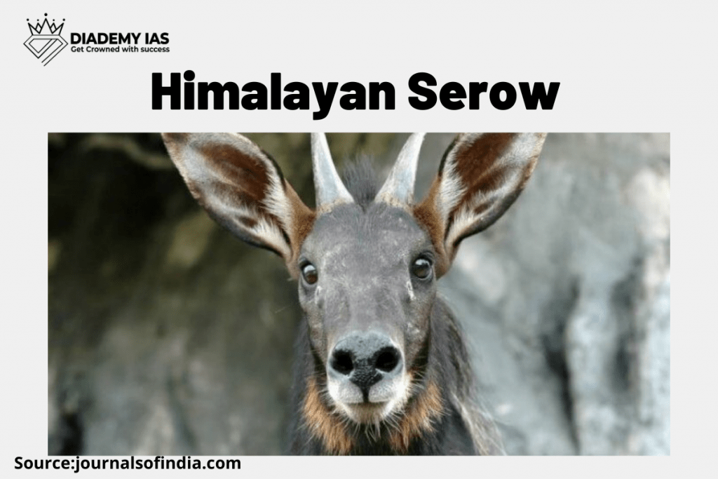 Himalayan Serow